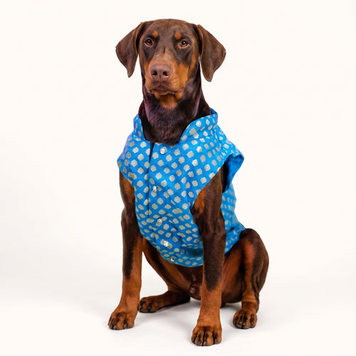 Dog Sherwani Kurta – Ethnic Wear for Small to Large Dogs