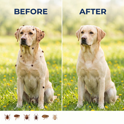 Anti-Tick & Flea Shampoo for Dogs & Cats