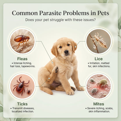 Anti-Tick & Flea Shampoo for Dogs & Cats