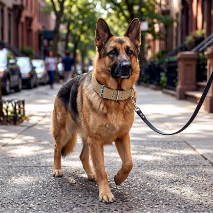 Tactical Dog Collar Belt for Medium Dogs | Adjustable Size