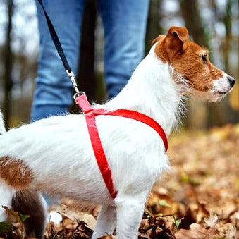Adjustable Nylon Dog Harness – 0.75 Inch
