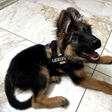 Adjustable Padded Dog Vest Harness