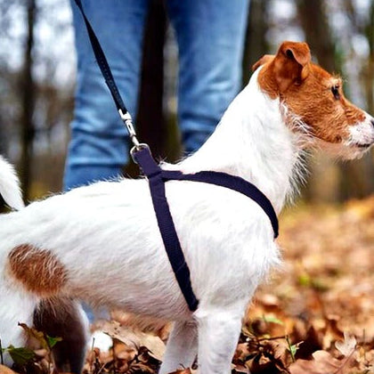 Soft Padded Nylon Dog Harness with Adjustable Straps