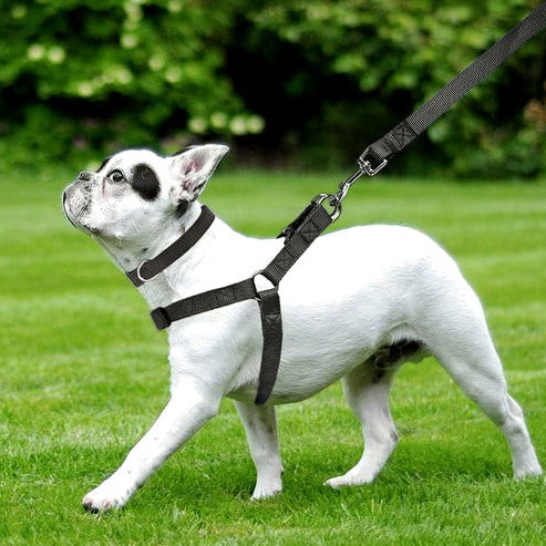 Soft Padded Nylon Dog Harness with Adjustable Straps