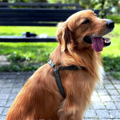Soft Padded Nylon Dog Harness with Adjustable Straps